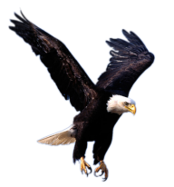 eagel png free download 23