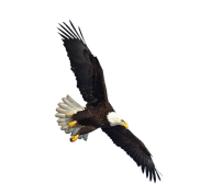 eagel png free download 24