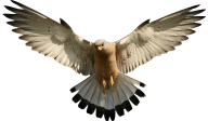 eagel png free download 27
