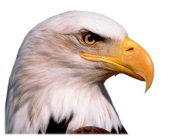 eagel png free download 28