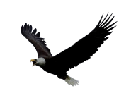 eagel png free download 29