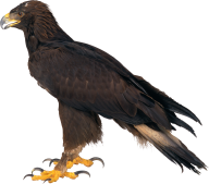 eagel png free download 30