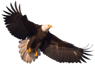 eagel png free download 35