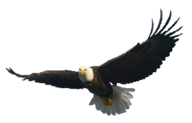 eagel png free download 8