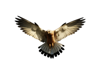 eagel png free download 9