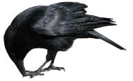 Eating Crow Png
