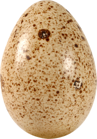 egg png free download 46