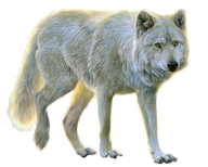 ehite walking wolf free png download
