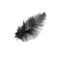 Feather black png transparent image