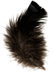 Feather Brownish Free PNG Download