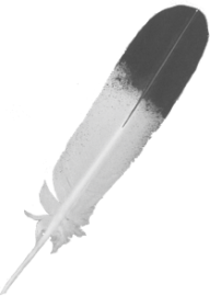 Feather icon png image