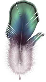 Feather Png Download Image