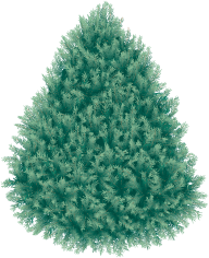 Fir Tree Free PNG Image Download 10