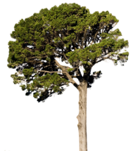 Fir Tree Free PNG Image Download 11