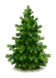 Fir Tree Free PNG Image Download 13