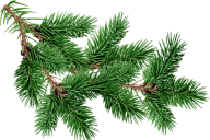 Fir Tree Free PNG Image Download 17