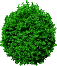 Fir Tree Free PNG Image Download 2