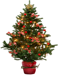 Fir Tree Free PNG Image Download 23
