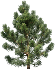 Fir Tree Free PNG Image Download 24