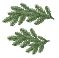 Fir Tree Free PNG Image Download 25