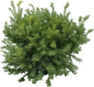 Fir Tree Free PNG Image Download 27