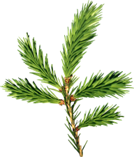 Fir Tree Free PNG Image Download 28