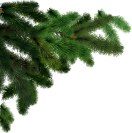 Fir Tree Free PNG Image Download 29