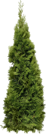 Fir Tree Free PNG Image Download 31