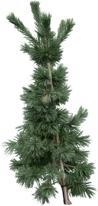 Fir Tree Free PNG Image Download 32