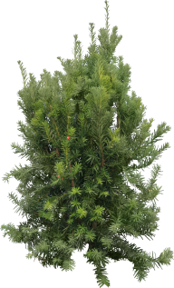 Fir Tree Free PNG Image Download 33
