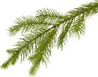 Fir Tree Free PNG Image Download 34