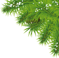 Fir Tree Free PNG Image Download 35