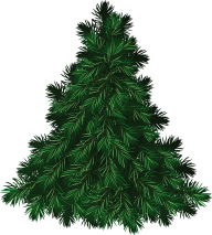 Fir Tree Free PNG Image Download 37