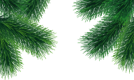 Fir Tree Free PNG Image Download 38