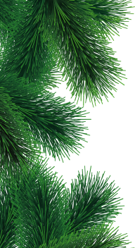Fir Tree Free PNG Image Download 39