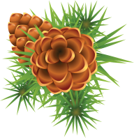 Fir Tree Free PNG Image Download 40