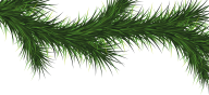 Fir Tree Free PNG Image Download 41