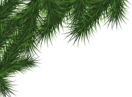 Fir Tree Free PNG Image Download 43