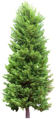 Fir Tree Free PNG Image Download 5