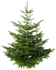 Fir Tree Free PNG Image Download 6