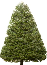 Fir Tree Free PNG Image Download 7