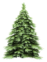 Fir Tree Free PNG Image Download 8