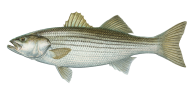 Fish Free PNG Image Download 1