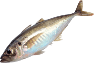 Fish Free PNG Image Download 16