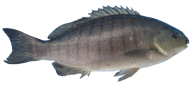 Fish Free PNG Image Download 17
