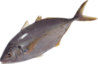 Fish Free PNG Image Download 19