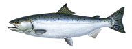 Fish Free PNG Image Download 2