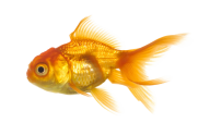 Fish Free PNG Image Download 23