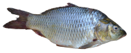 Fish Free PNG Image Download 24