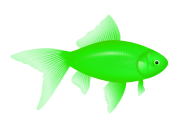Fish Free PNG Image Download 27